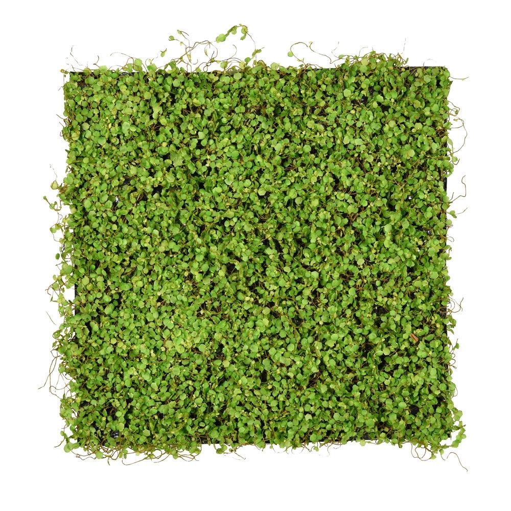 20 Plant